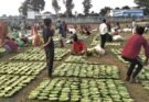 हरा सोना बना ग्रामीण परिवारों की आर्थिक ताकत
