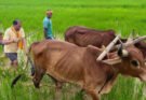 अपनी माटी और खेती-किसानी से मुख्यमंत्री साय का आत्मीय जुड़ाव
