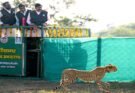 मुख्यमंत्री डॉ. यादव ने गांधी सागर अभयारण्य में छोड़ी मादा चीता राधा