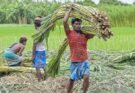 गन्ना मूल्य में छत्तीसगढ़ देश में नंबर वन